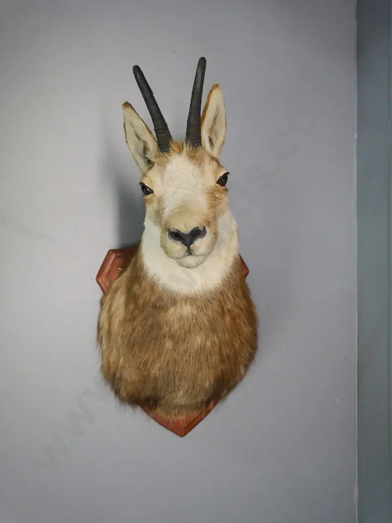 taxidermy chamois head on wooden shield mount H-580 W-280 D-340 Image 1++