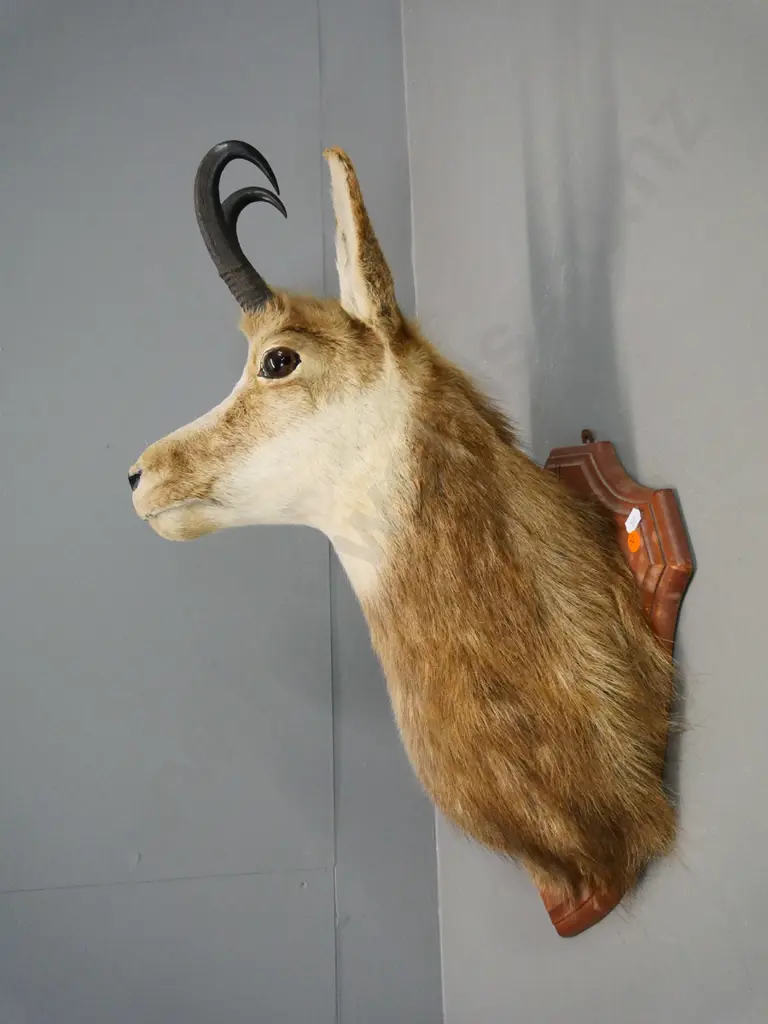 taxidermy chamois head on wooden shield mount H-580 W-280 D-340 Image 1++