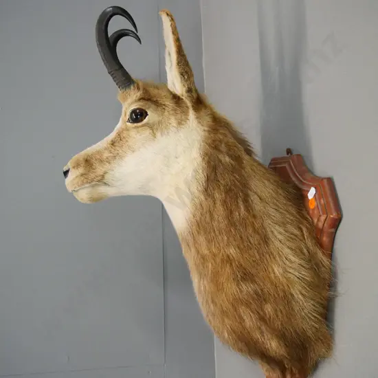 taxidermy chamois head on wooden shield mount H-580 W-280 D-340