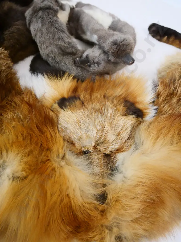 3 fur items - fox stole, fox neck piece and fur cape Image 1++