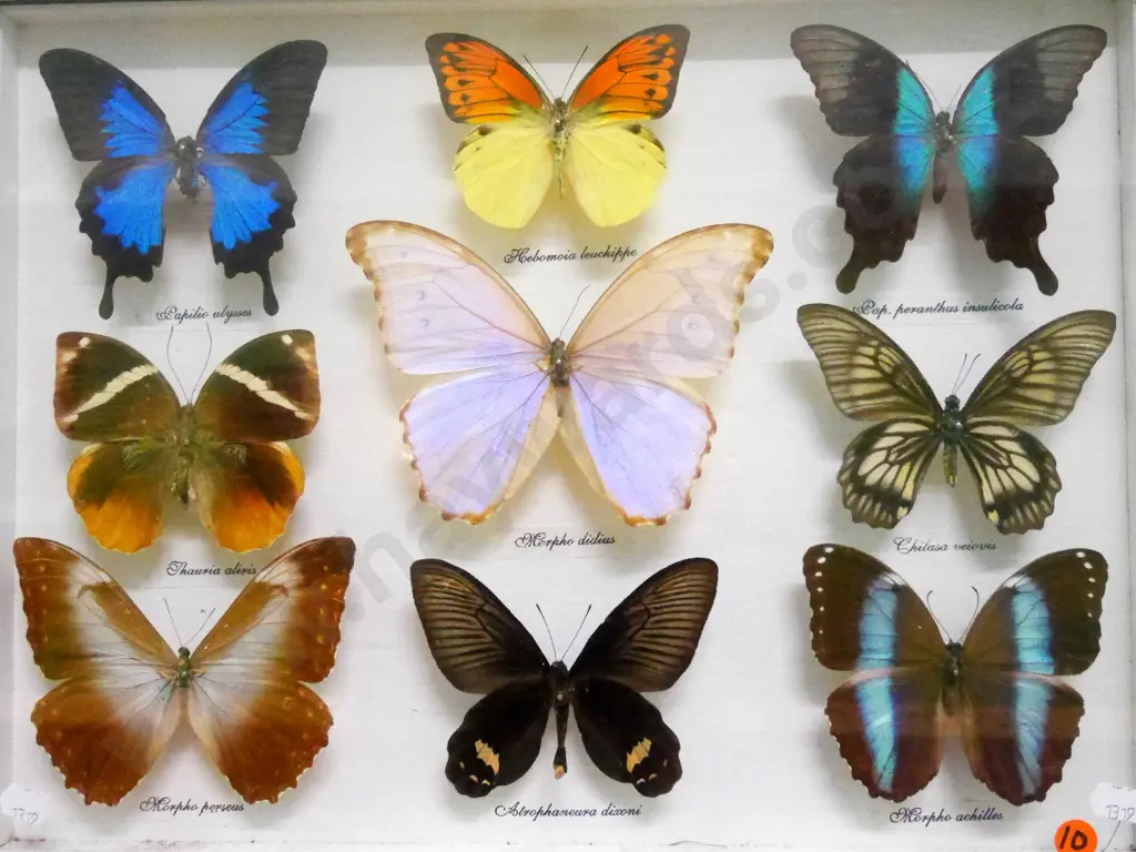 framed wall hanging butterfly display H-320 W-430 Image 1++