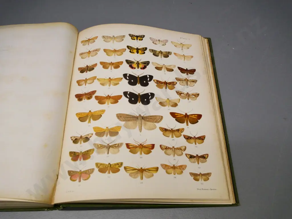 New Zealand Moths & Butterflies by G.V. Hudson, 1897. with 13 colour plates - minor foxing & wear Image 1++