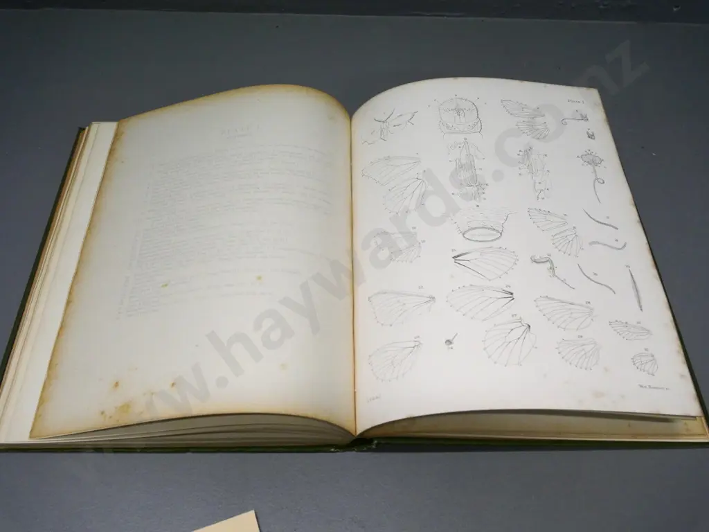 New Zealand Moths & Butterflies by G.V. Hudson, 1897. with 13 colour plates - minor foxing & wear Image 1++