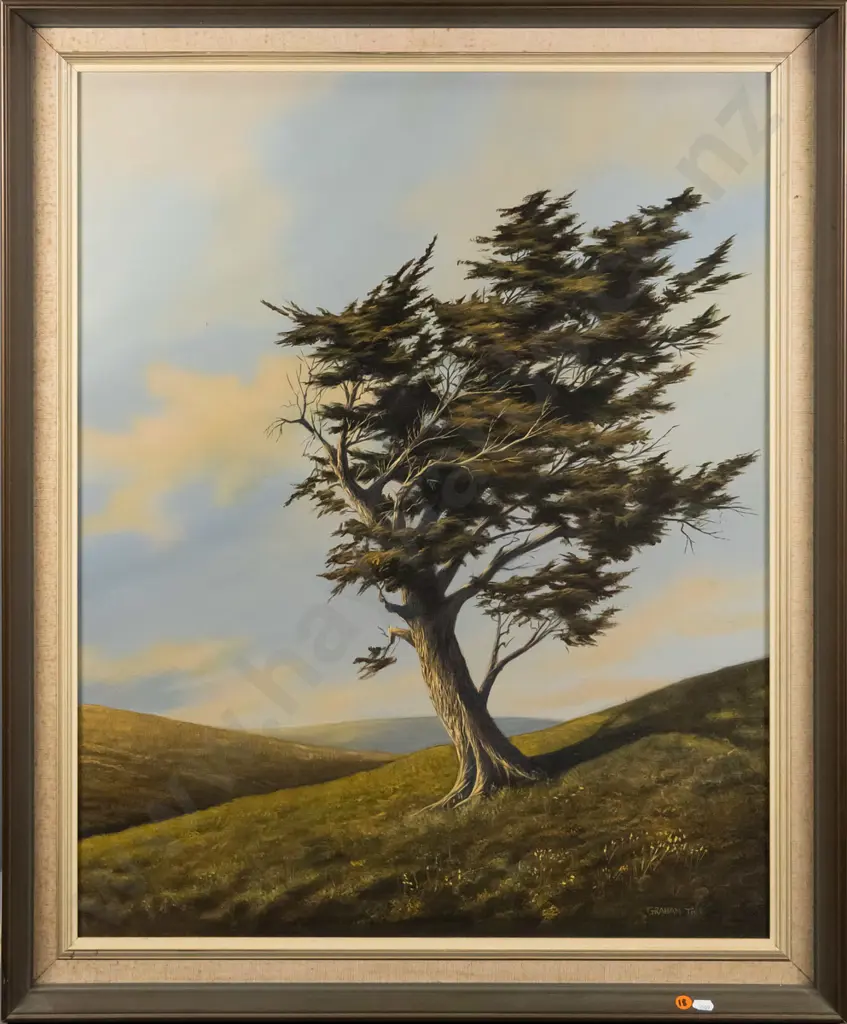 Graham Tait - framed oil - "Tree Study Otago Peninsula" H-740 W-590 Image 1++