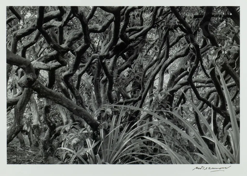 Matheson Beaumont 1985- framed silver gelatin print  photograph - Botanical Gardens Image 1++