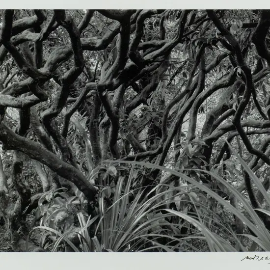 Matheson Beaumont 1985- framed silver gelatin print  photograph - Botanical Gardens