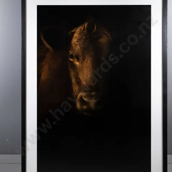 illegible signature - framed photograph "Heifer" H-990 W-650