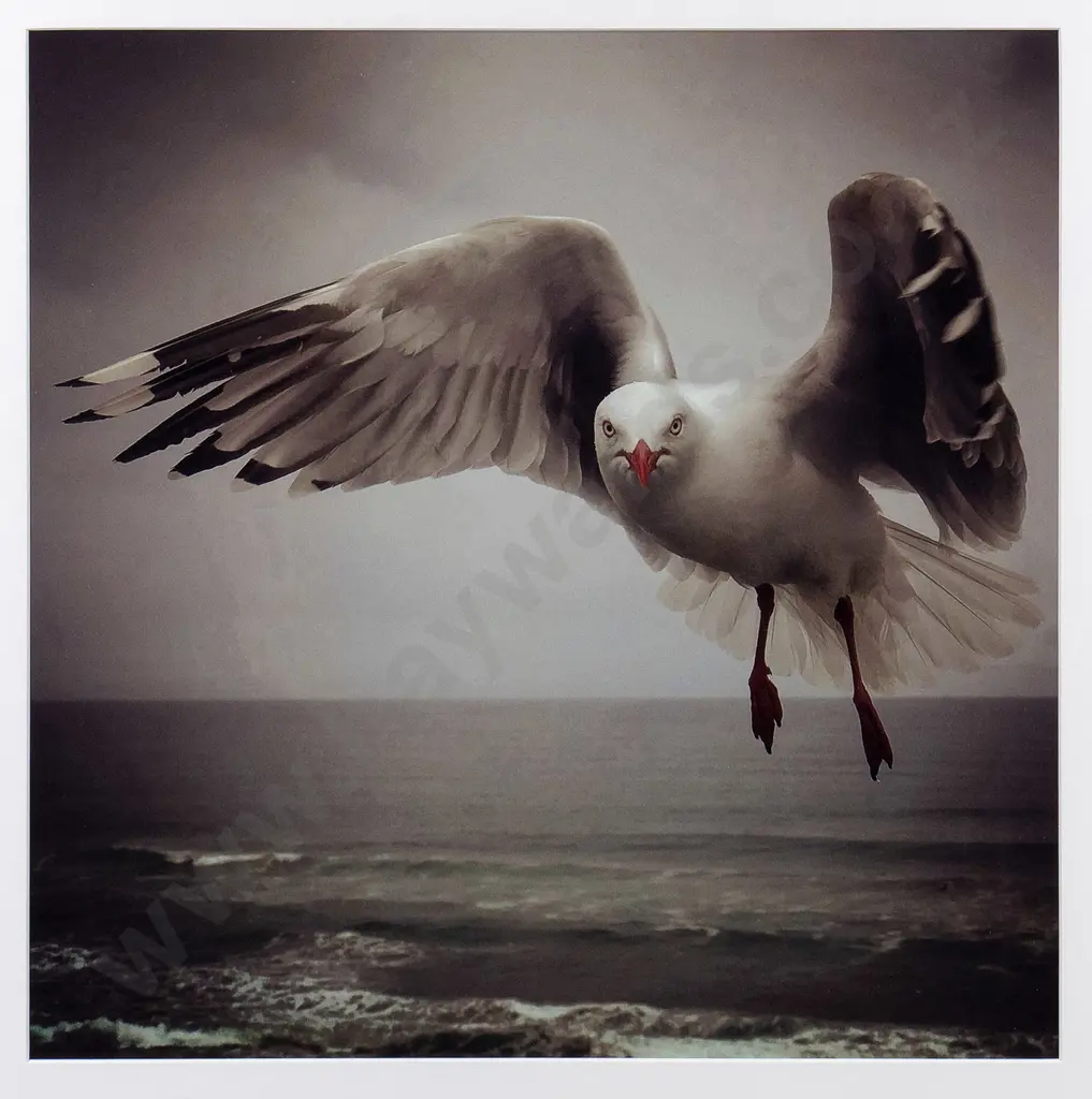 Michelle Chalkin-Sinclair -framed photograph -Seagull H-440 W-440 Image 1++
