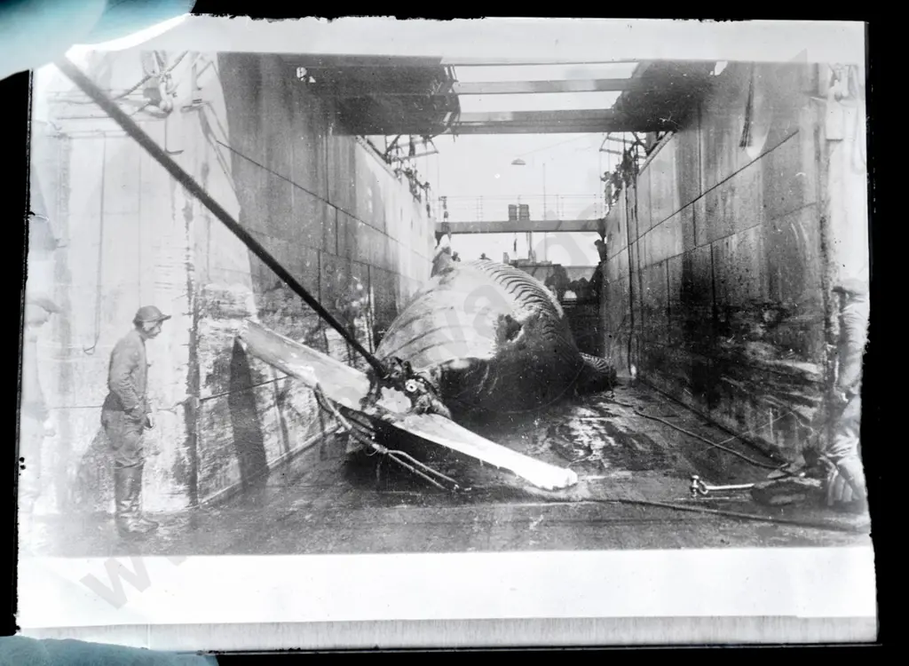 EA Philips studio? 3 boxes glass plate negatives: whaling, bush sawmill, Bluecliffs Landing, etc. Image 1++