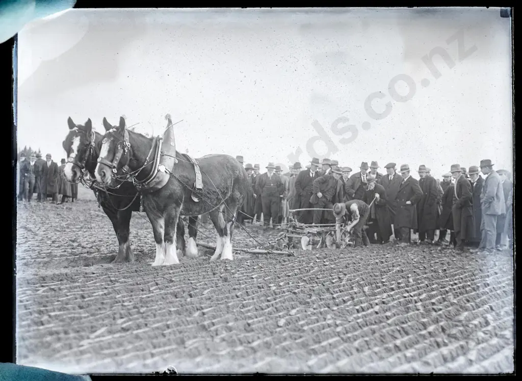 EA Philips studio? 3 boxes glass plate negatives: Maori Beach bush logging, 1923/4 Drummond ploughing match etc. Image 1++
