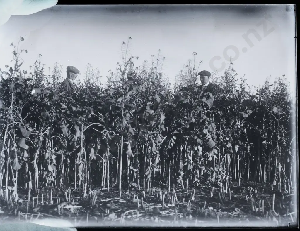EA Philips studio? 3 boxes glass plate negatives: pipe bands, Selwyn College, Waitaki Old Boys, St Hilda etc. Image 1++