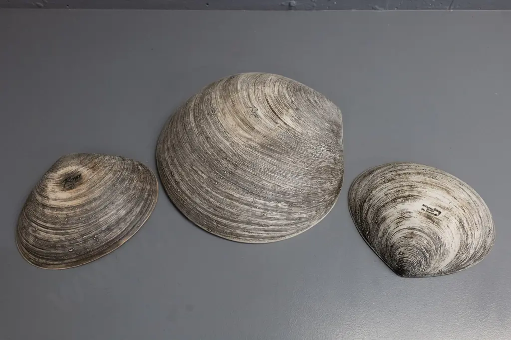 Royce McGlashen Nelson studio pottery set of 3 clam shell bowls - large one is H-100 L-345 W-335 Image 1++