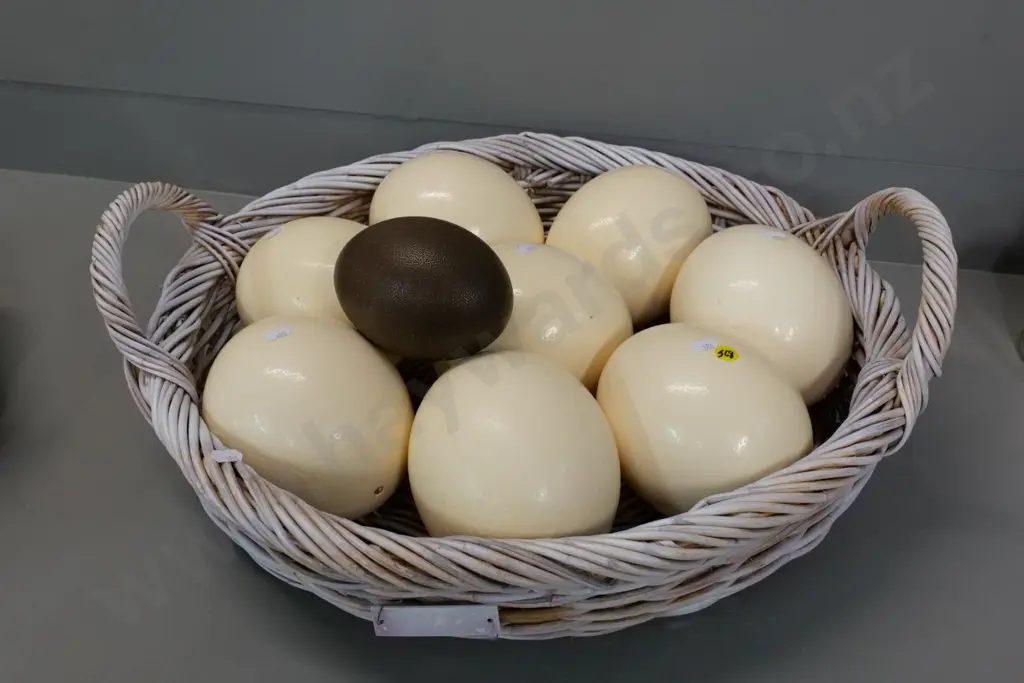 cane basket of 8 ostrich eggs and an emu egg - basket is L-550 W-500 Image 1++