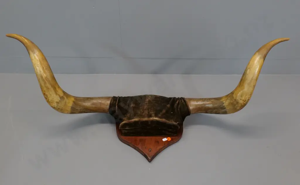 pair of bullock horns mounted on board with velvet covering - H-300 W-1000 across horns Image 1++