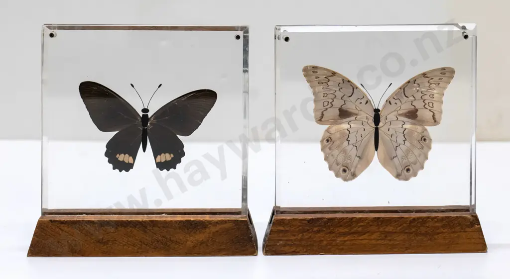 2x butterflies in perspex and wood stands Each H-130 W-130 Image 1++