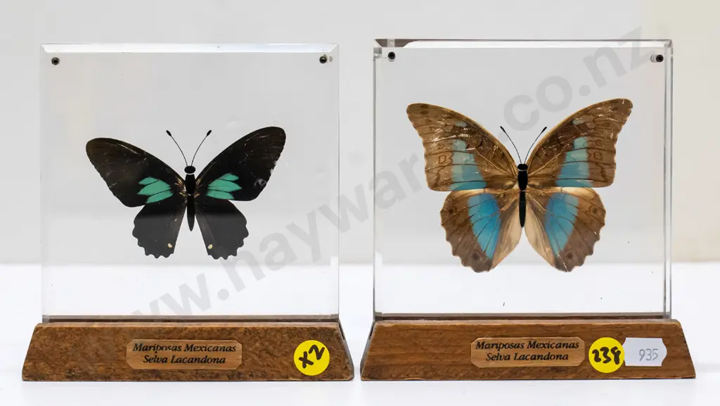 2x butterflies in perspex and wood stands Each H-130 W-130 Image 1++