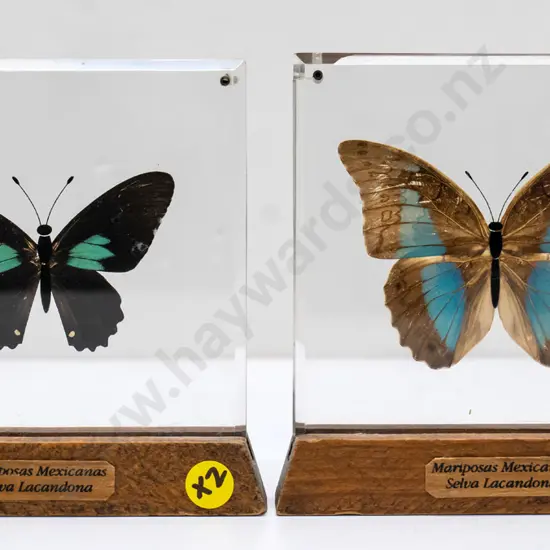 2x butterflies in perspex and wood stands Each H-130 W-130