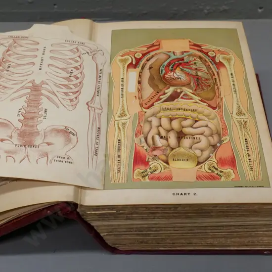 large illustrated medical book - Medicology - Richardson, pub. 1908 University Medical Society