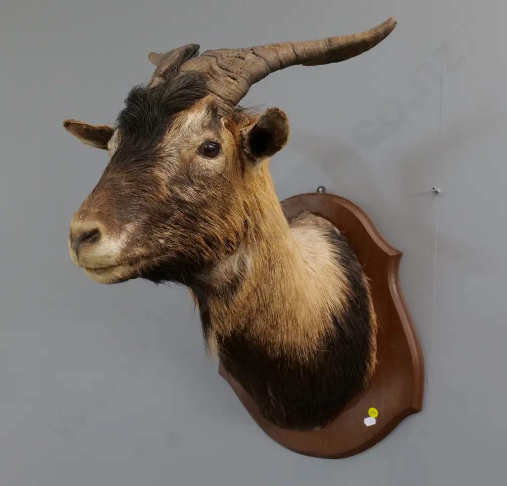 shoulder mounted mountain goat head - some loss of hair around ears and head H-600 W-370 Image 1++