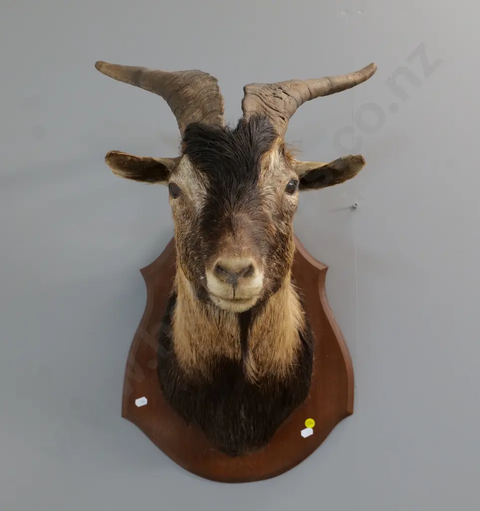 shoulder mounted mountain goat head - some loss of hair around ears and head H-600 W-370 Image 1++