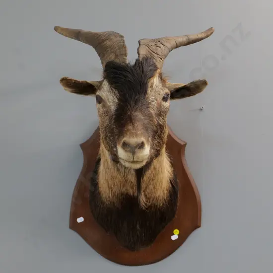 shoulder mounted mountain goat head - some loss of hair around ears and head H-600 W-370