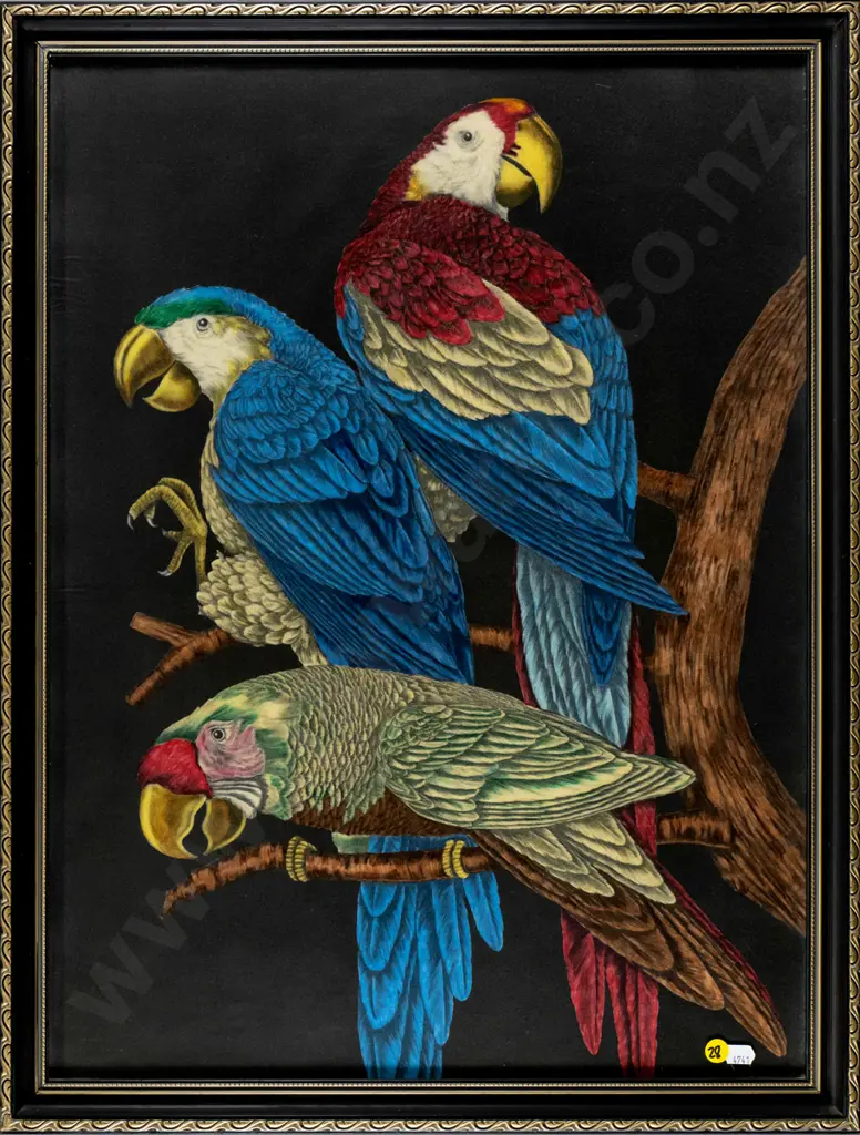 framed print - parrots H-600 W-450 Image 1++