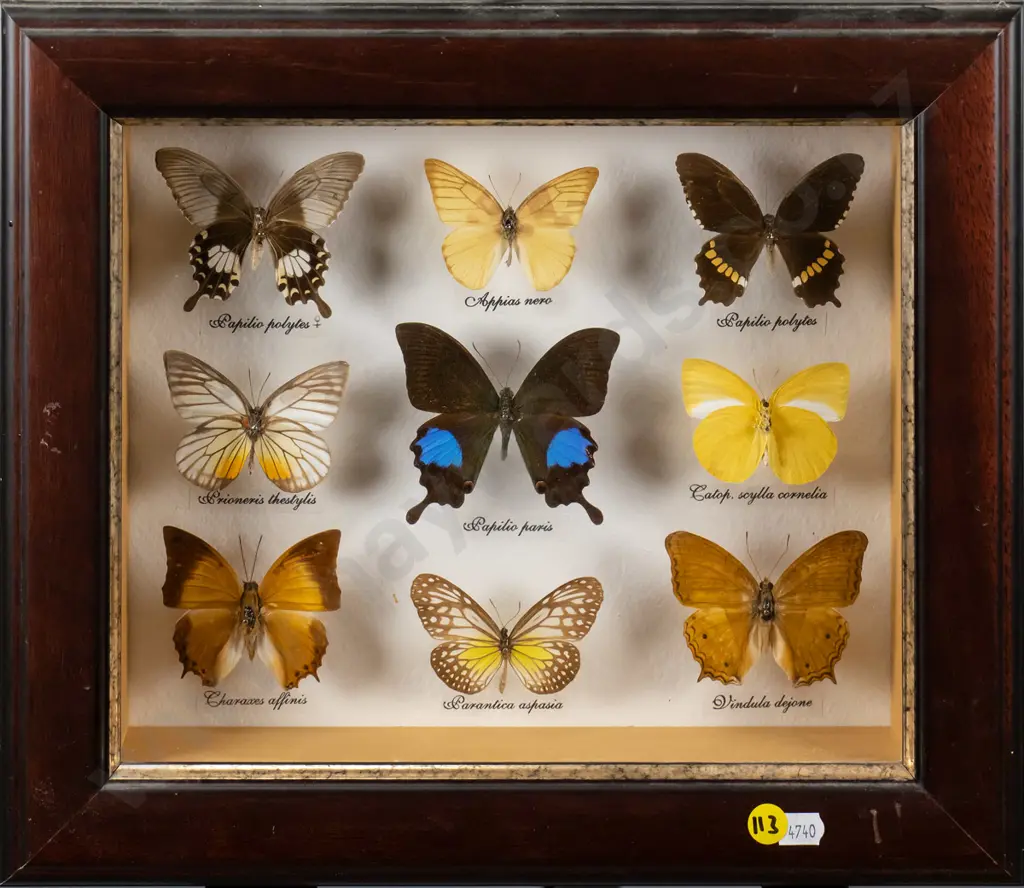framed butterfly shadow box  H-230 W0275 Image 1++