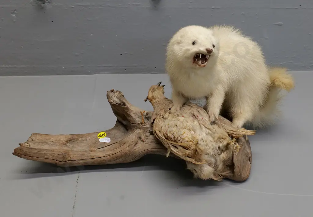 taxidermy stoat with quail mounted on driftwood - some fading to bird, minor wear H-250 L-470 Image 1++