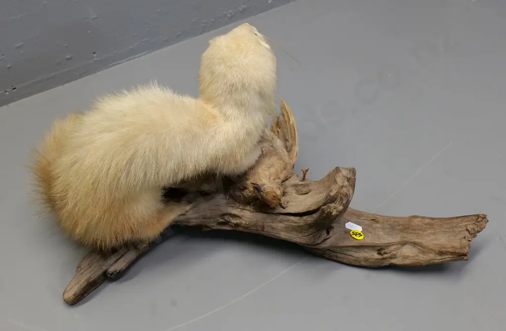 taxidermy stoat with quail mounted on driftwood - some fading to bird, minor wear H-250 L-470 Image 1++