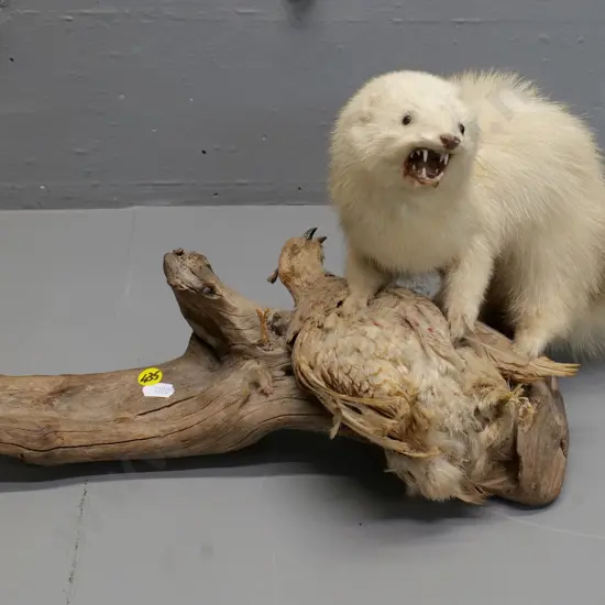 taxidermy stoat with quail mounted on driftwood - some fading to bird, minor wear H-250 L-470