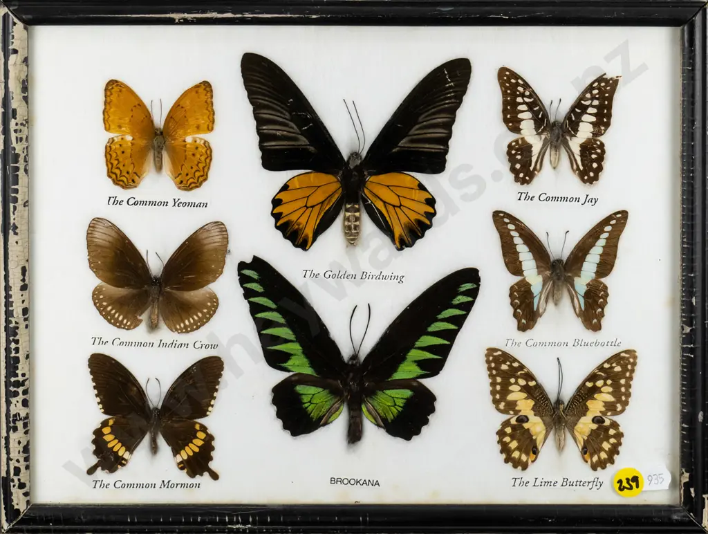 framed butterflies (frame needs attention) H-220 W-300 Image 1++