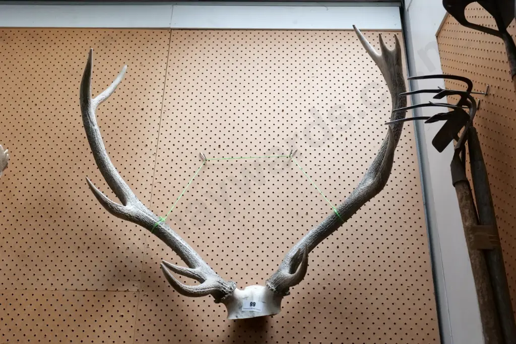 antlers Image 1++