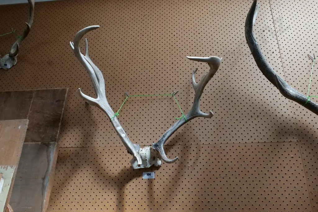 antlers Image 1++