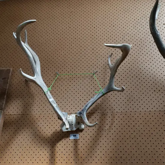 antlers