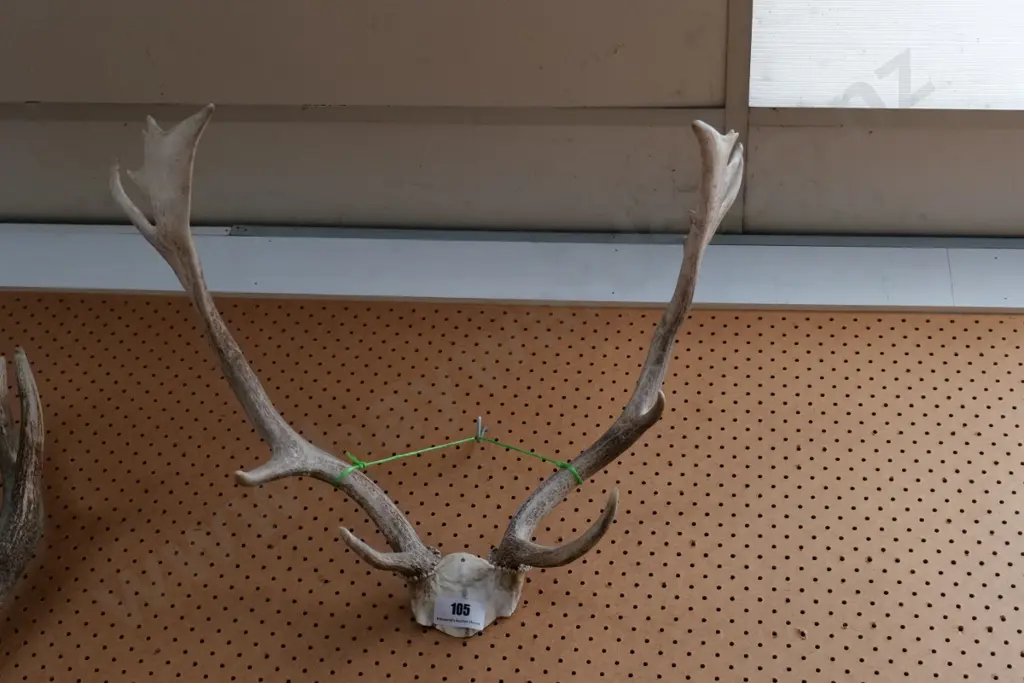 antlers Image 1++