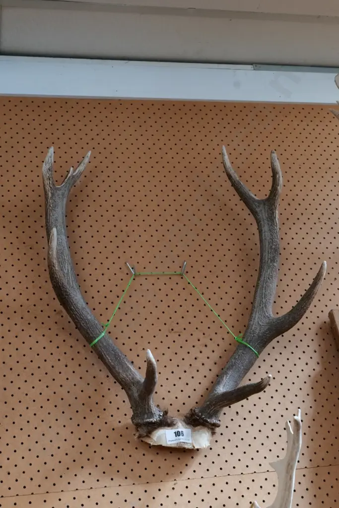 antlers Image 1++