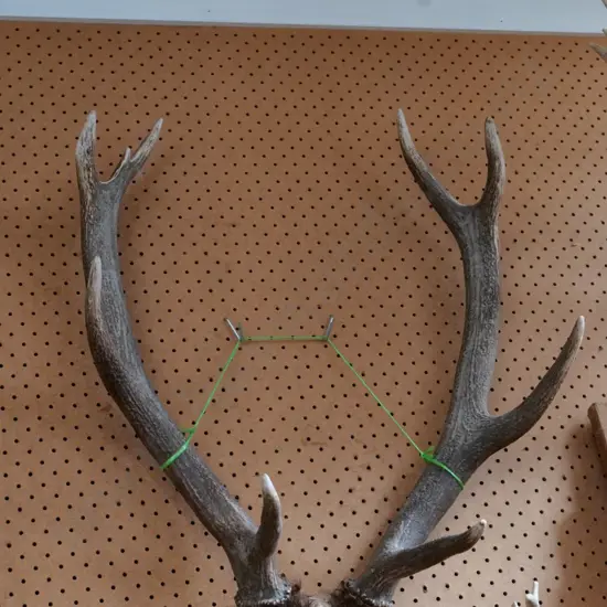 antlers