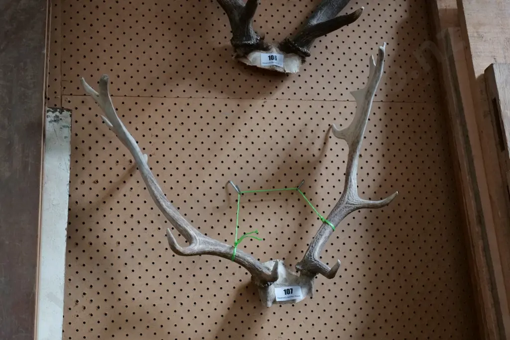 antlers Image 1++