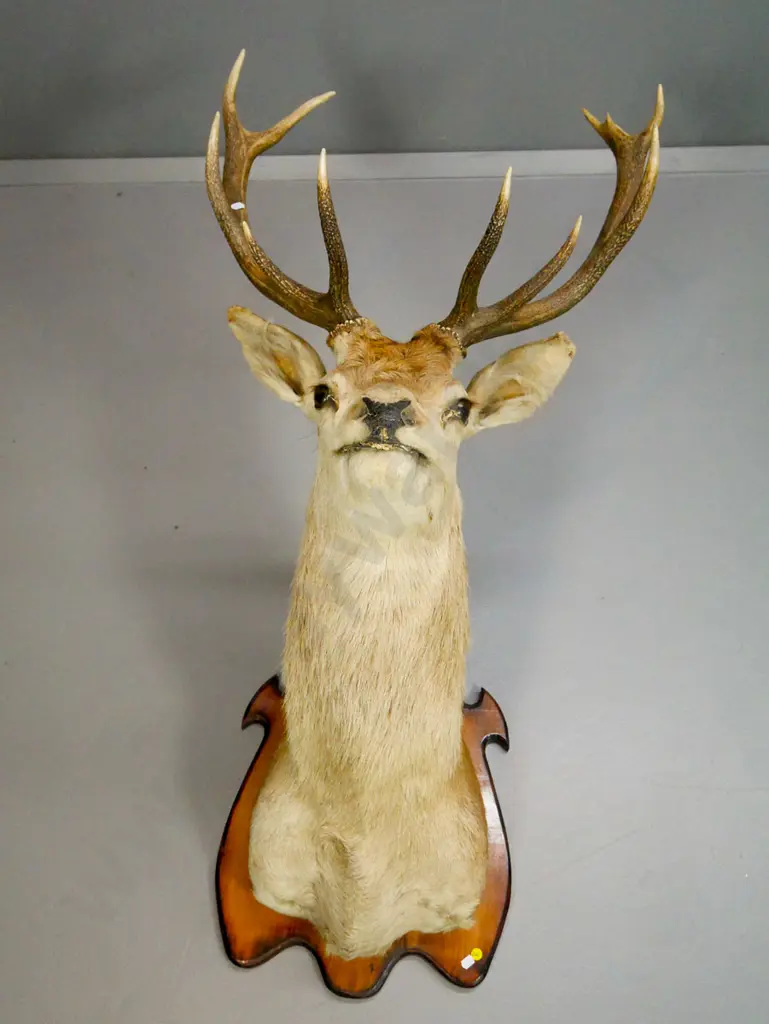 mounted stag head with 10-point antlers, on wooden mounting board H-1100 W-600 D-710 Image 1++
