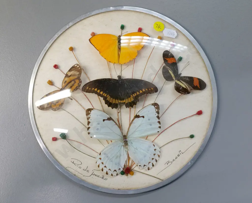 mounted butterflies under domed glass - marked Rio de Janeiro - diameter 240 Image 1++