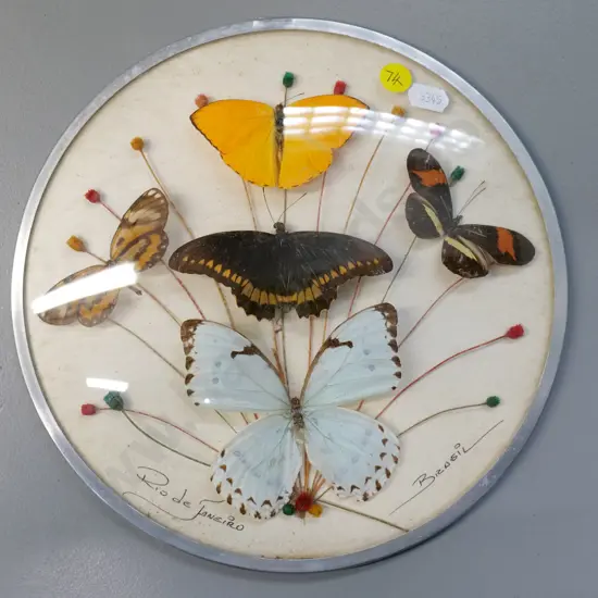 mounted butterflies under domed glass - marked Rio de Janeiro - diameter 240