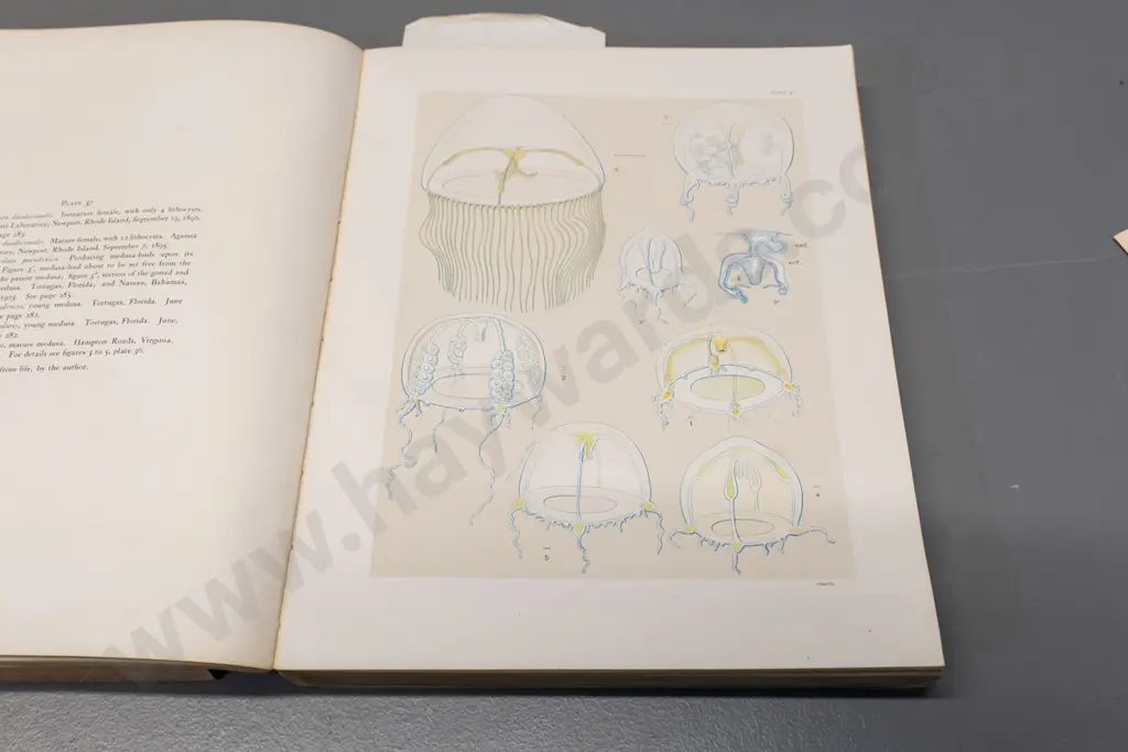 2 soft-cover books: Medusae of the World, Vol. II and III only, A.G. Mayer, 1910 - wear & tear, ex-library Image 1++