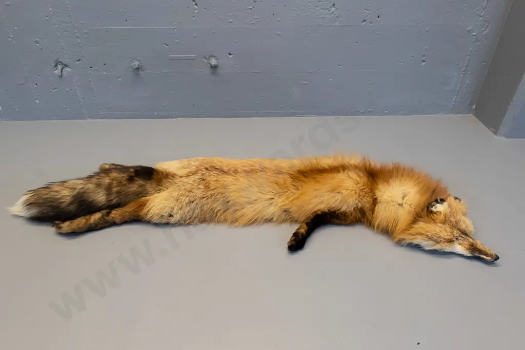 red fox fur stole with bakelite or plastic clip - one ear crumpled L-1120 Image 1++