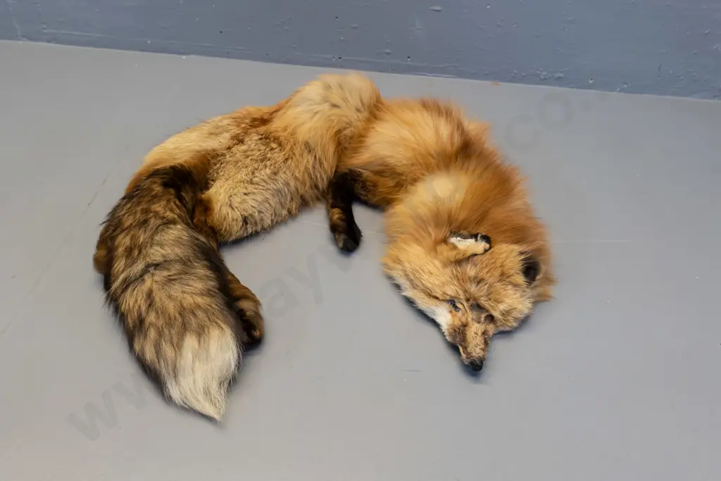 red fox fur stole with bakelite or plastic clip - one ear crumpled L-1120 Image 1++