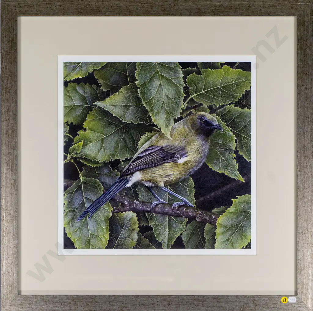 Rebecca Gilmore 2006 - framed ltd edition giclee print 15/25 "Bellbird in lacebark" H-390 W-390 Image 1++