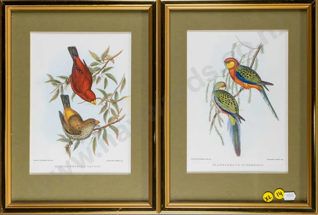 pair of framed reproduction bird prints Each H-200 W-140 Image 1++