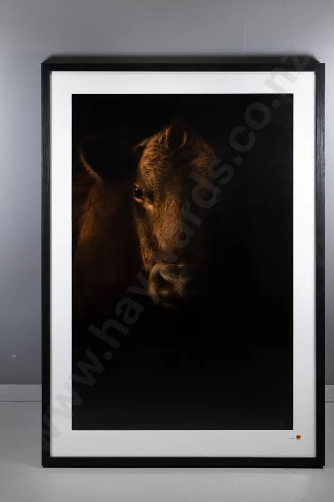 illegible signature - framed photograph "Heifer" H-990 W-650 Image 1++