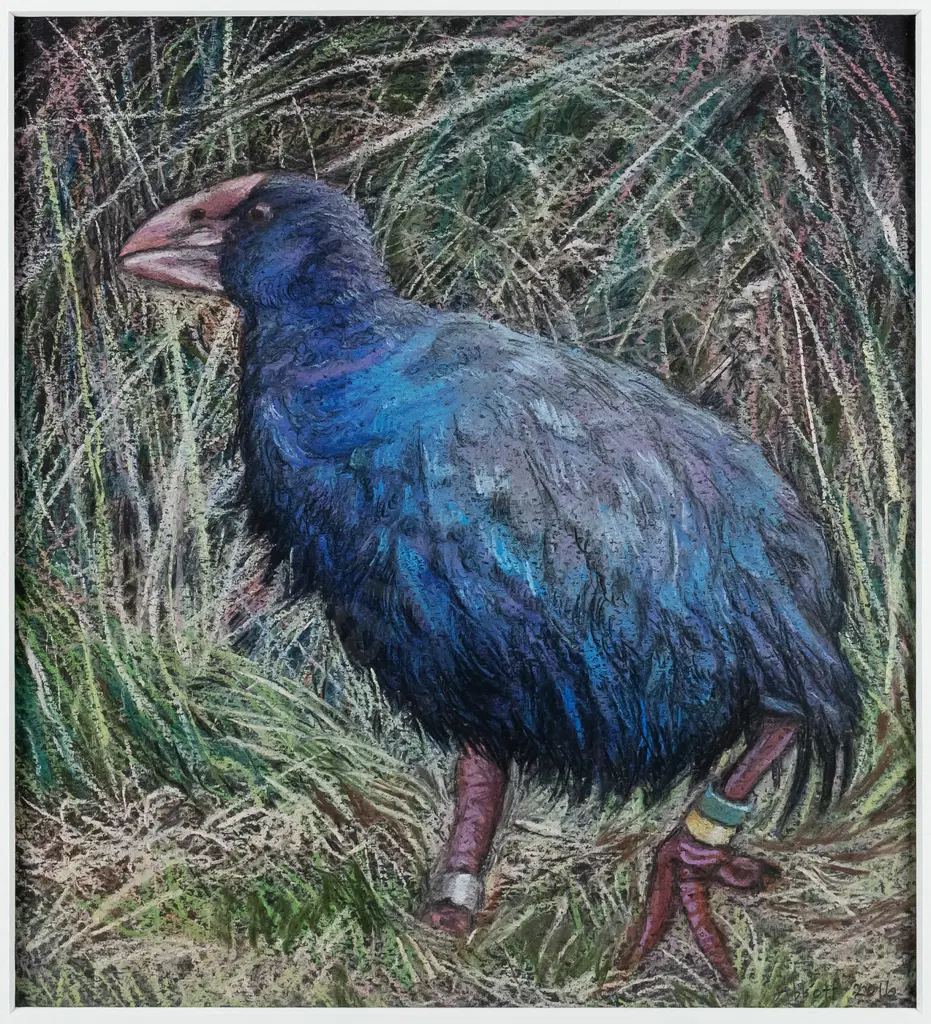Liz Abbott - framed pencil - "Quammen the takahe at Orokonui Ecosanctuary" H-210 W-190 Image 1++