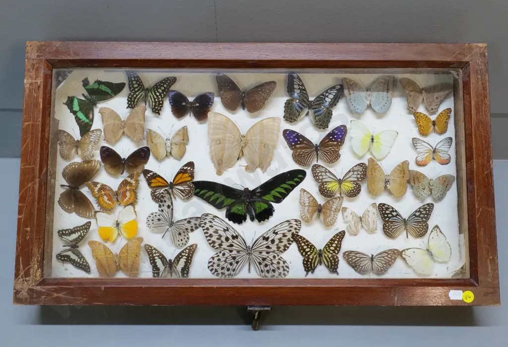 glazed timber butterfly display box w/mounted specimens - locked with padlock, no key 585 x 330 Image 1++