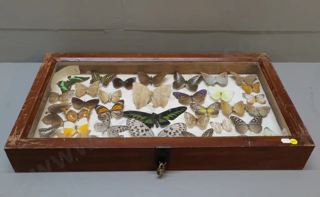 glazed timber butterfly display box w/mounted specimens - locked with padlock, no key 585 x 330 Image 1++